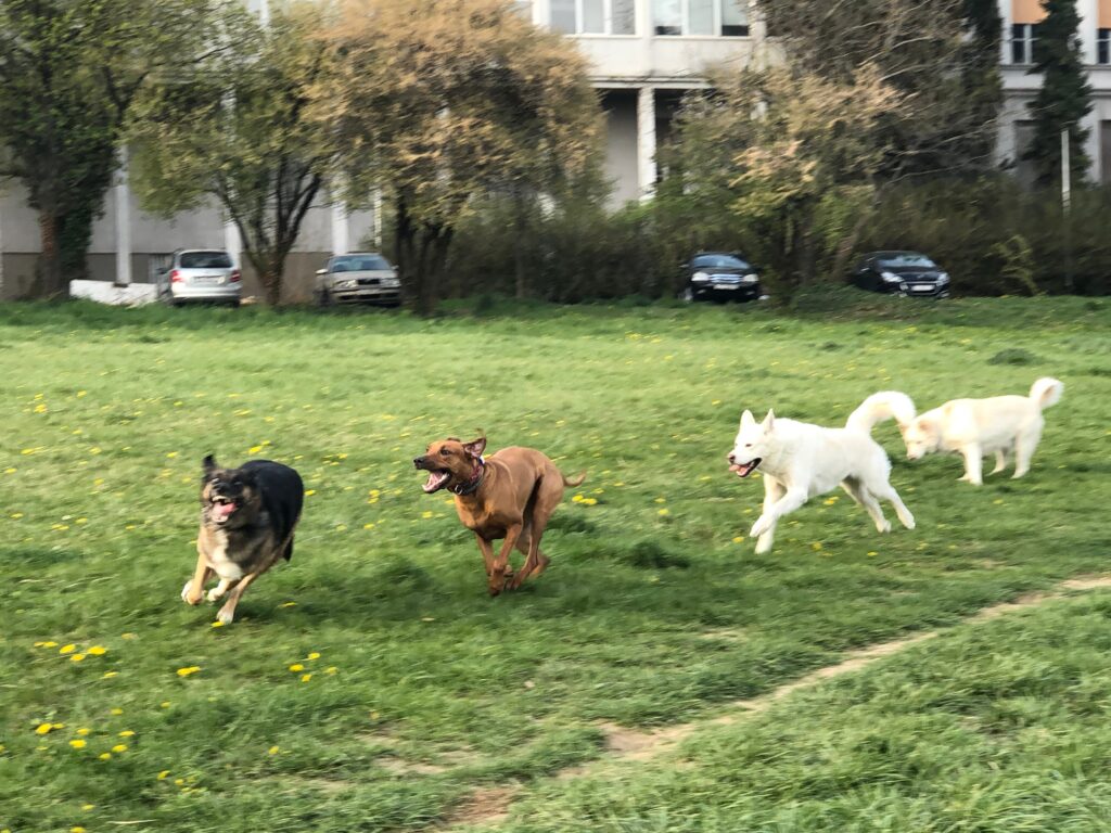 dogs-running