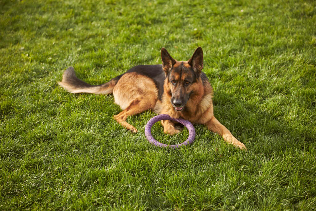 German shepherd pup resting on the grass