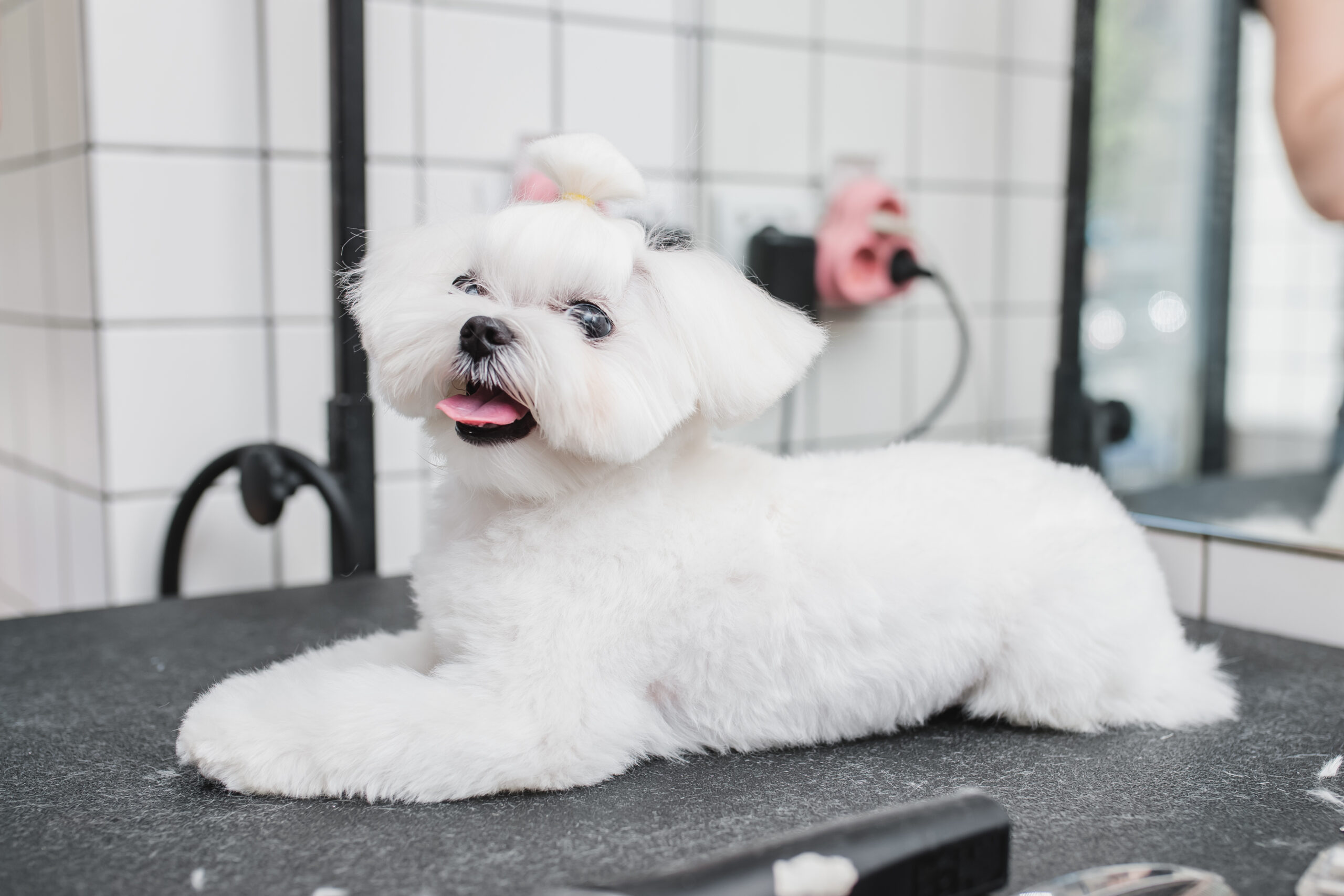 Maltese dog at grooming salon. Little smile dog.